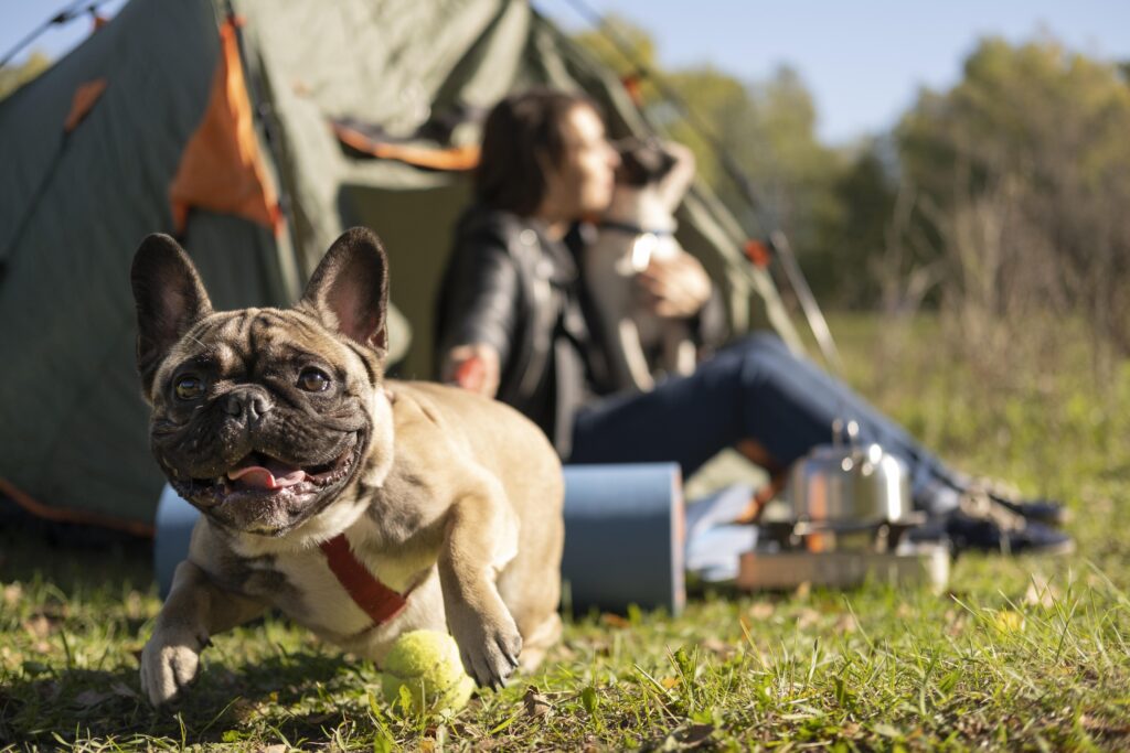 Dog Camping