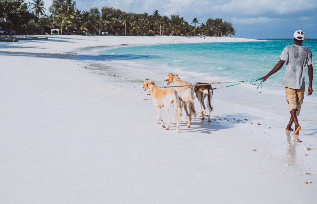 Best Dog-Friendly Vacation Destinations