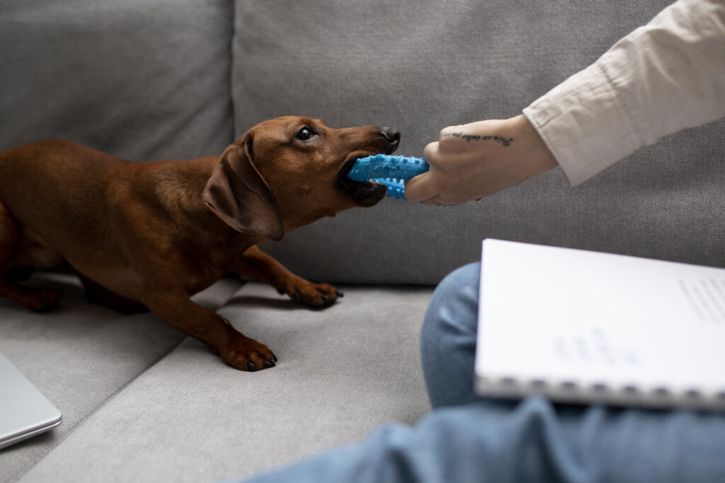 Dog Chewing Solutions