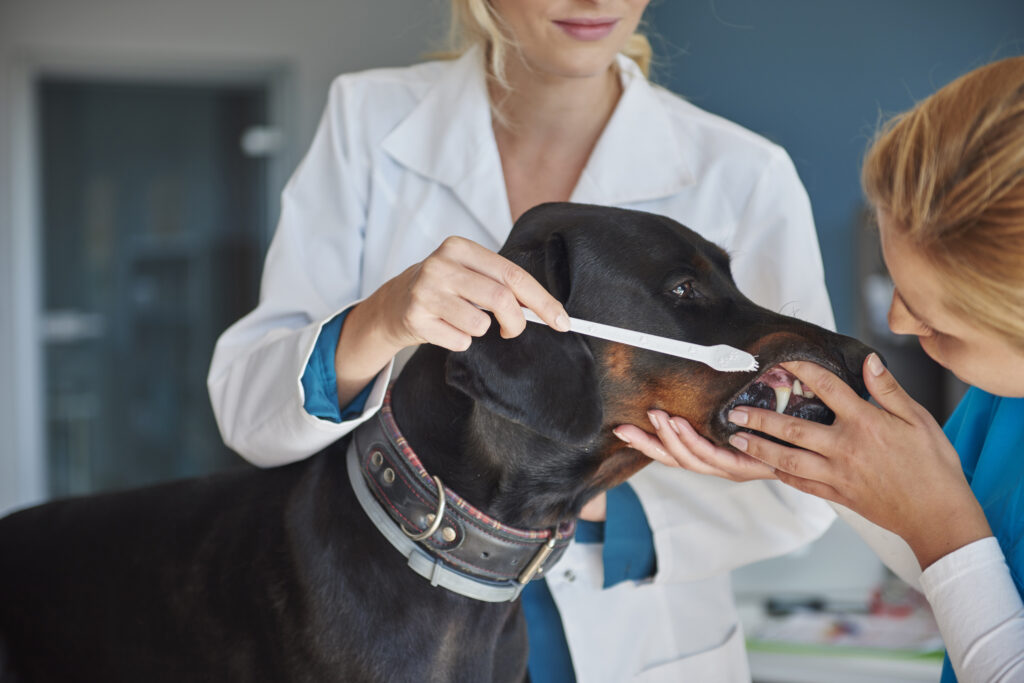 dog dental care